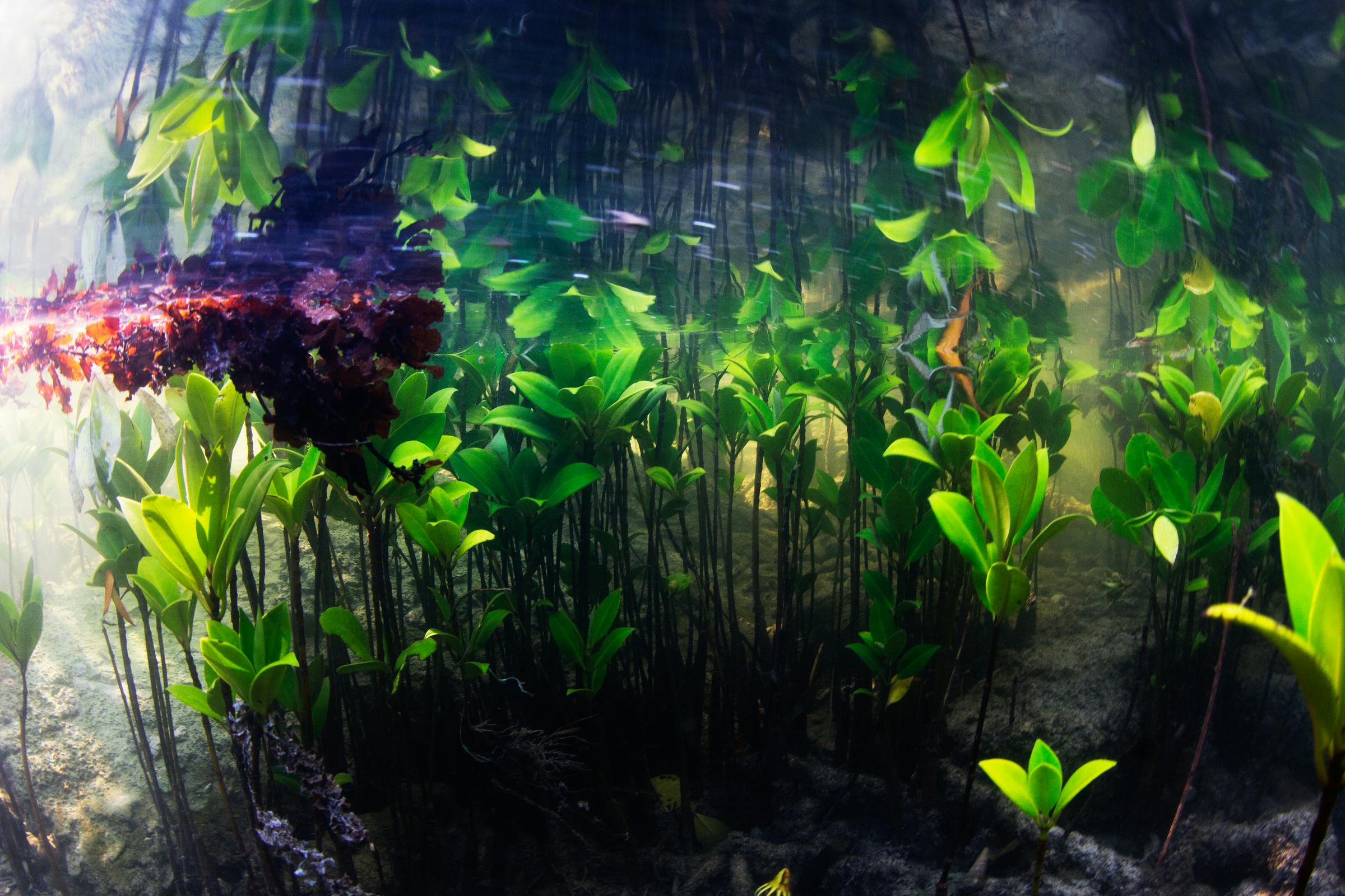 Blue Forests protecting mangroves with coastal communities One Earth